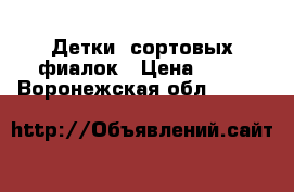  Детки  сортовых фиалок › Цена ­ 70 - Воронежская обл.  »    